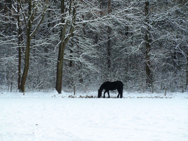 Leudal_winter_2.jpg