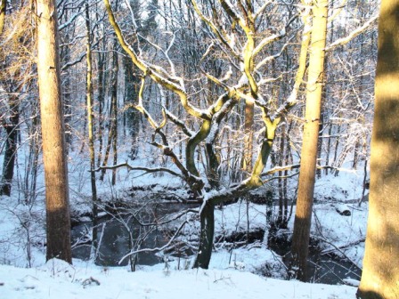 Leudal_winter_5.jpg