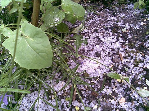 20090609hagel2.jpg