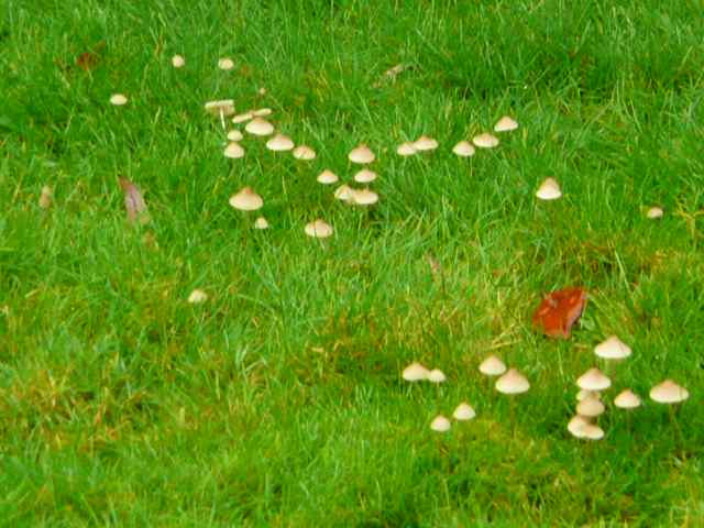 P1000906.jpg