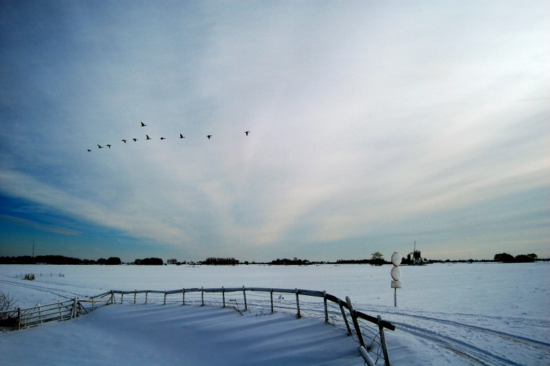 091221_ganzen2.jpg
